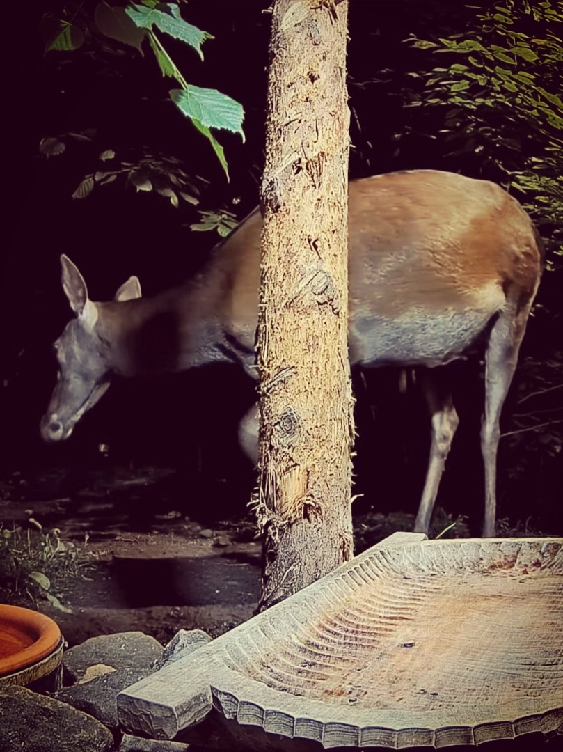livebirdspoland_310ef2015b176b39cc13c0b47d34859e.jpg