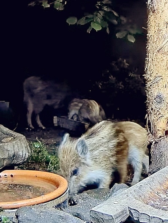 livebirdspoland_c70bc5e69740830e428d0df476c55c86.jpg