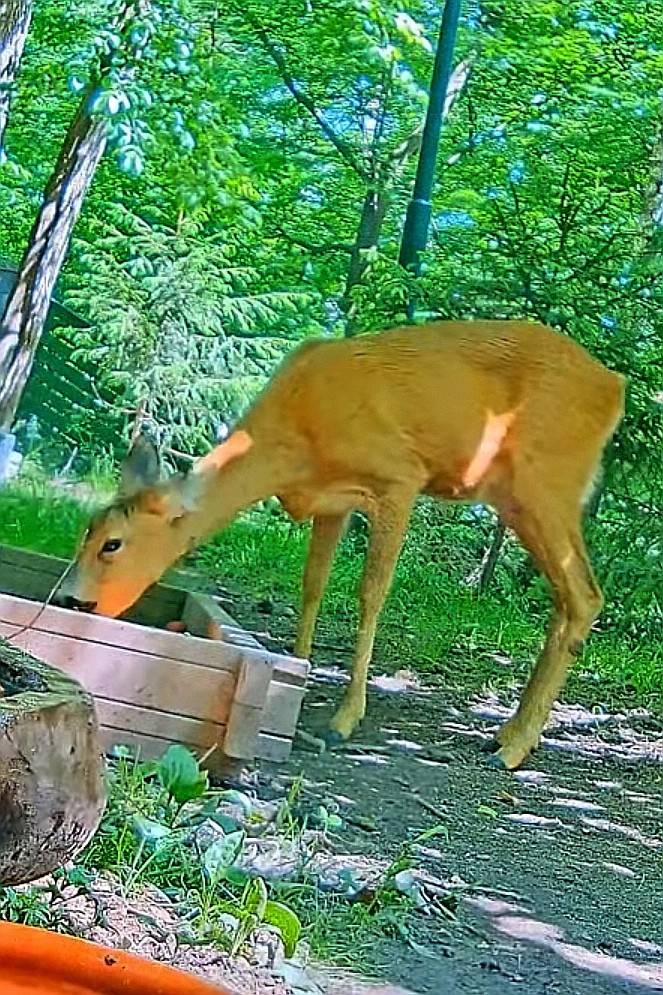 livebirdspoland_9d7151d0f5772f612d8d58fae36bcaf3.jpg