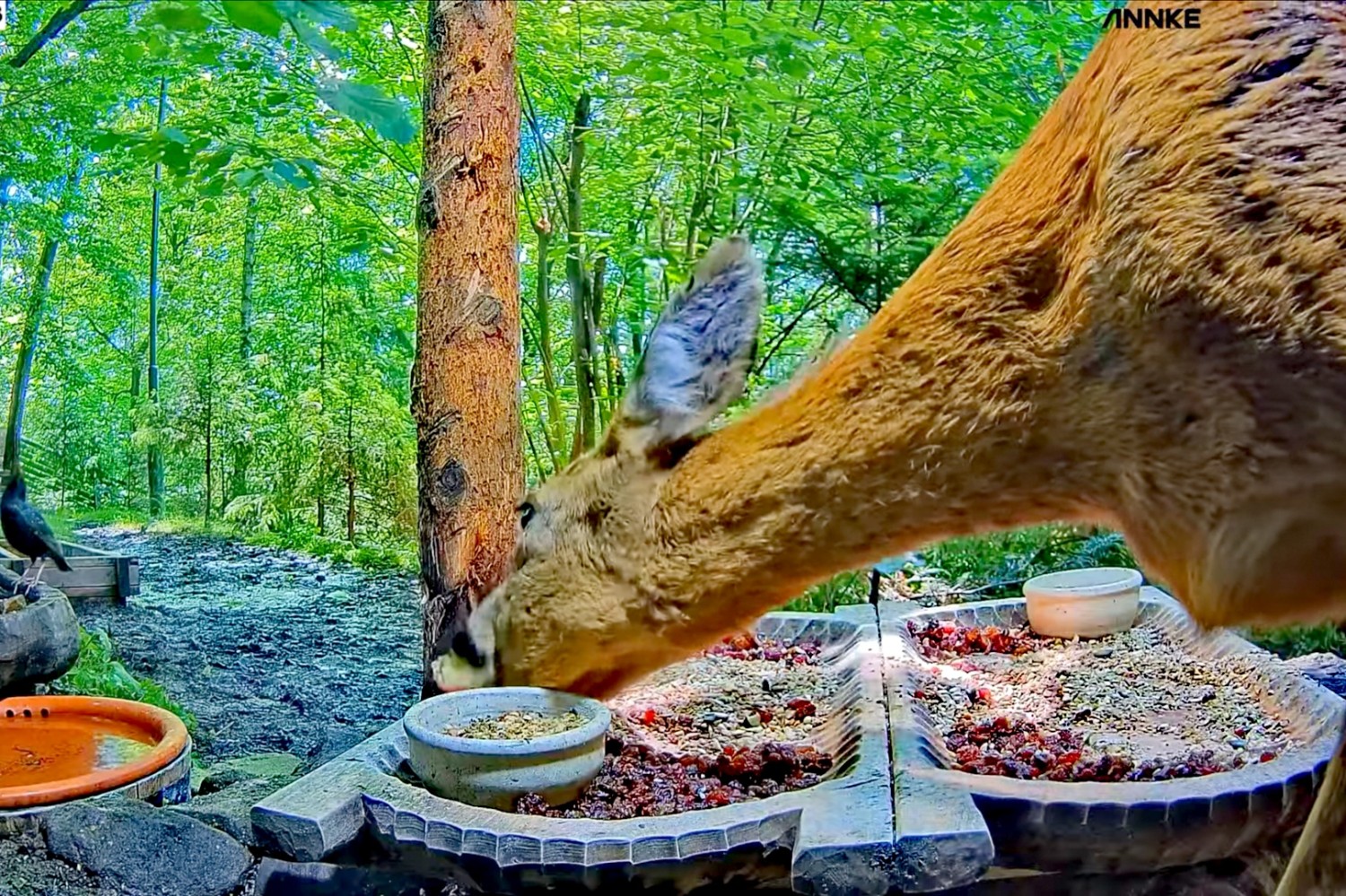livebirdspoland_2f8c63fd27d61ed9ebc17c49f753c6ea.jpg
