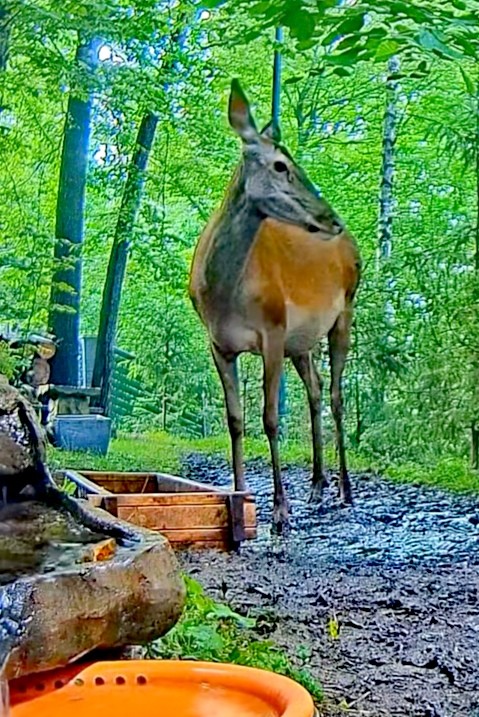 livebirdspoland_b604b42bcc95758462e94418b8f5e078.jpg