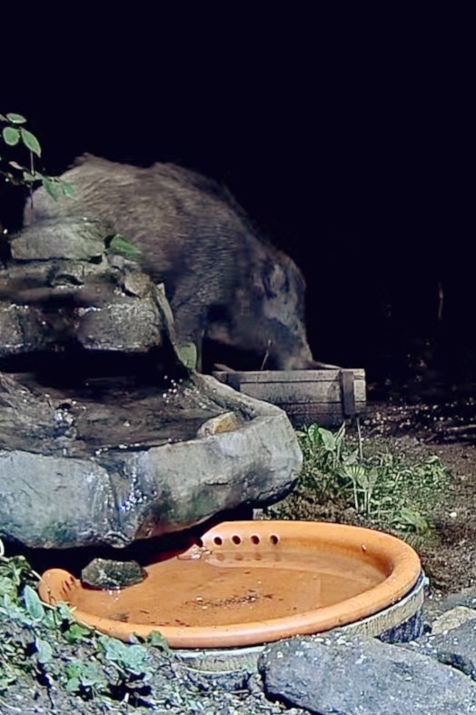 livebirdspoland_d6657c9c12fcfa4794e53862ebe6b2d0.jpg