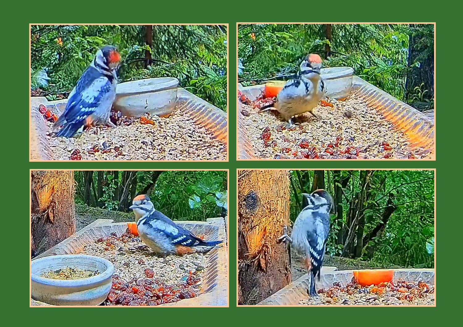 livebirdspoland_0d0728dec789964305b0b736f7b81456.jpg