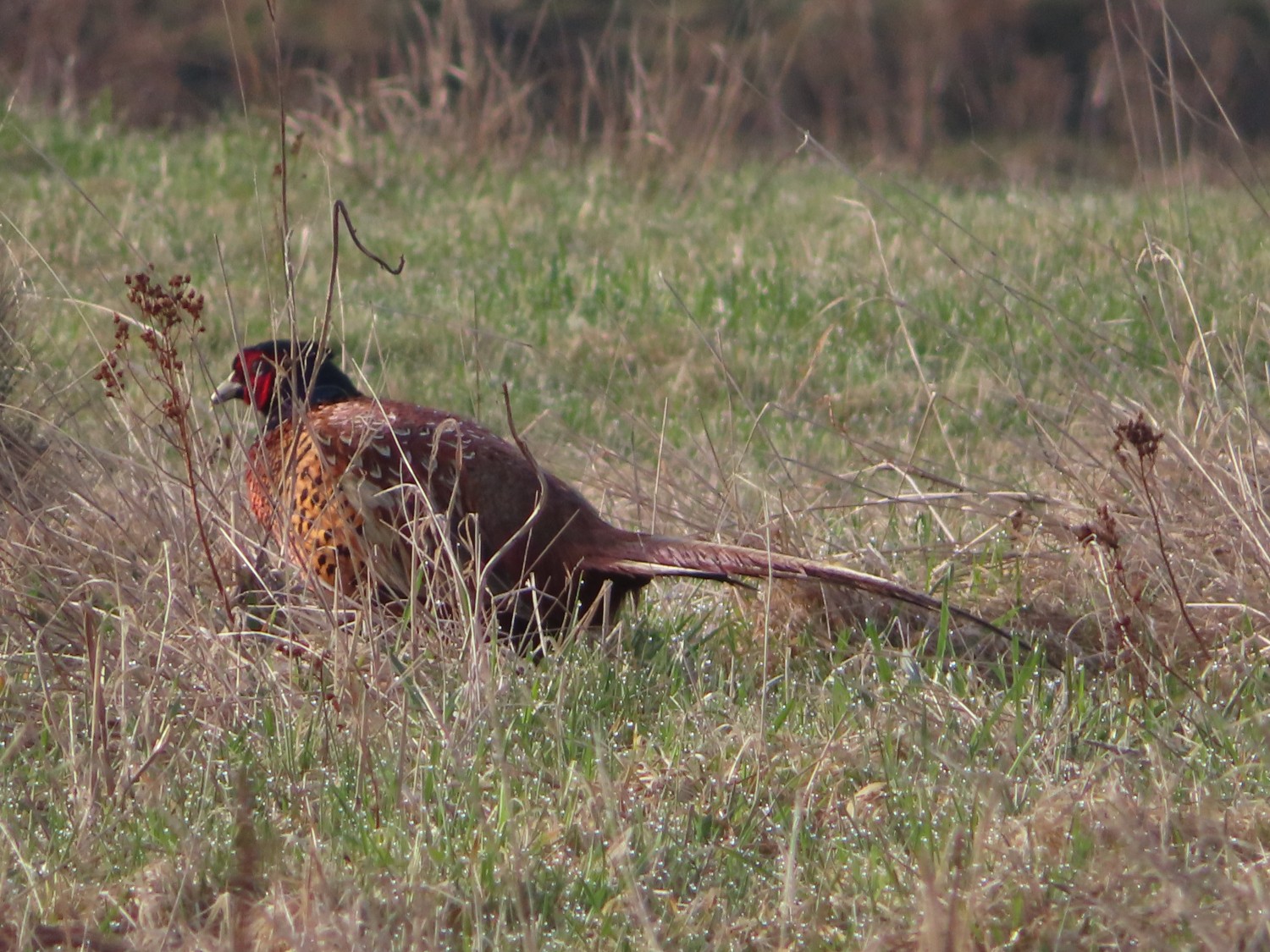 livebirdspoland_63cd55c9f2f8b8231c7fe2a02b054723.jpg