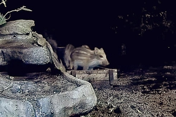livebirdspoland_bac088244717f4db762d0295d4dff44f.jpg