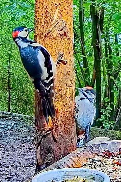 livebirdspoland_c8792bc73214332f5baf5269e53f172a.jpg