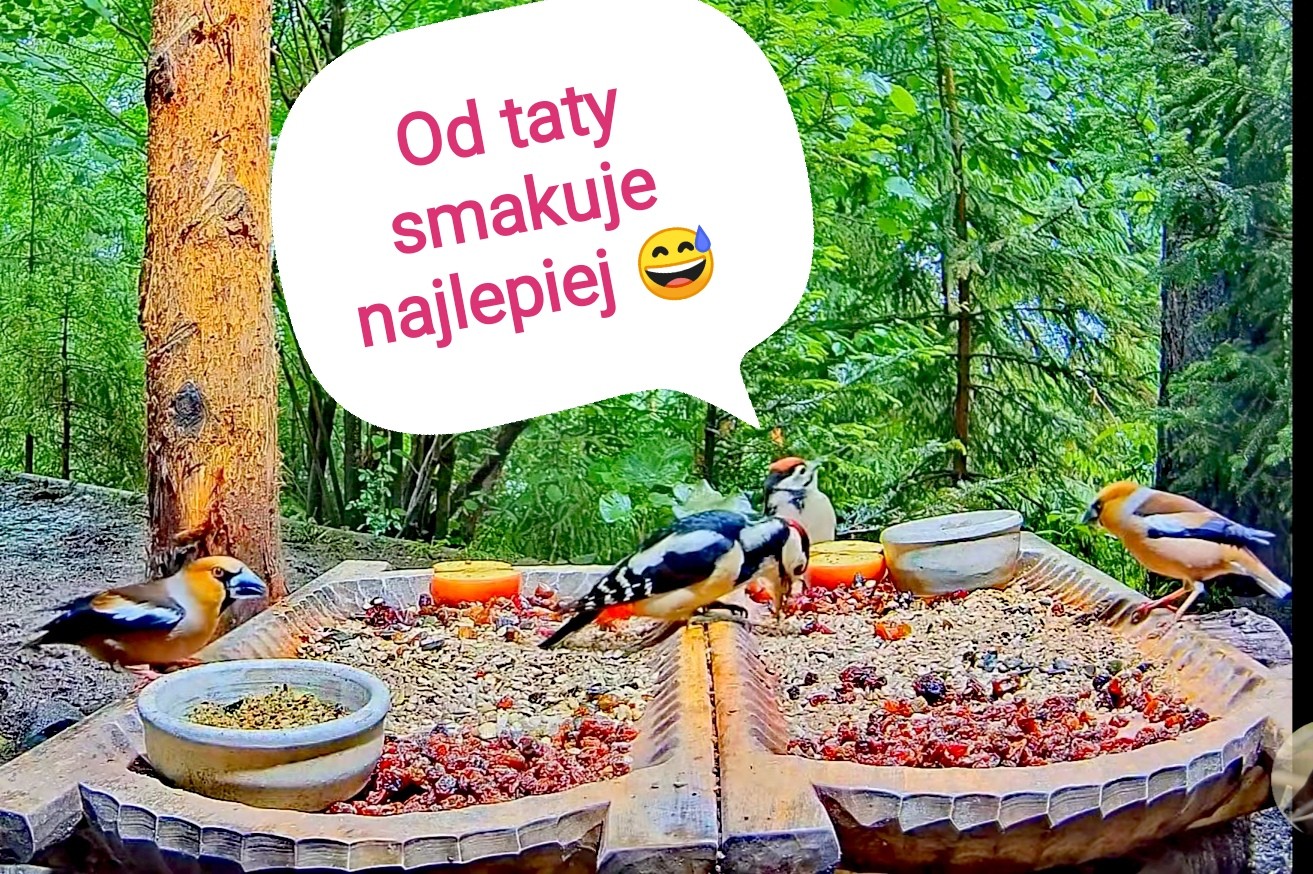 livebirdspoland_4cda039ef7ff32655fa0fd949b21735e.jpg