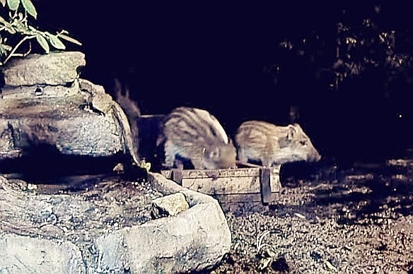 livebirdspoland_0f1231d0f4481e9c76237f4b0bda476d.jpg