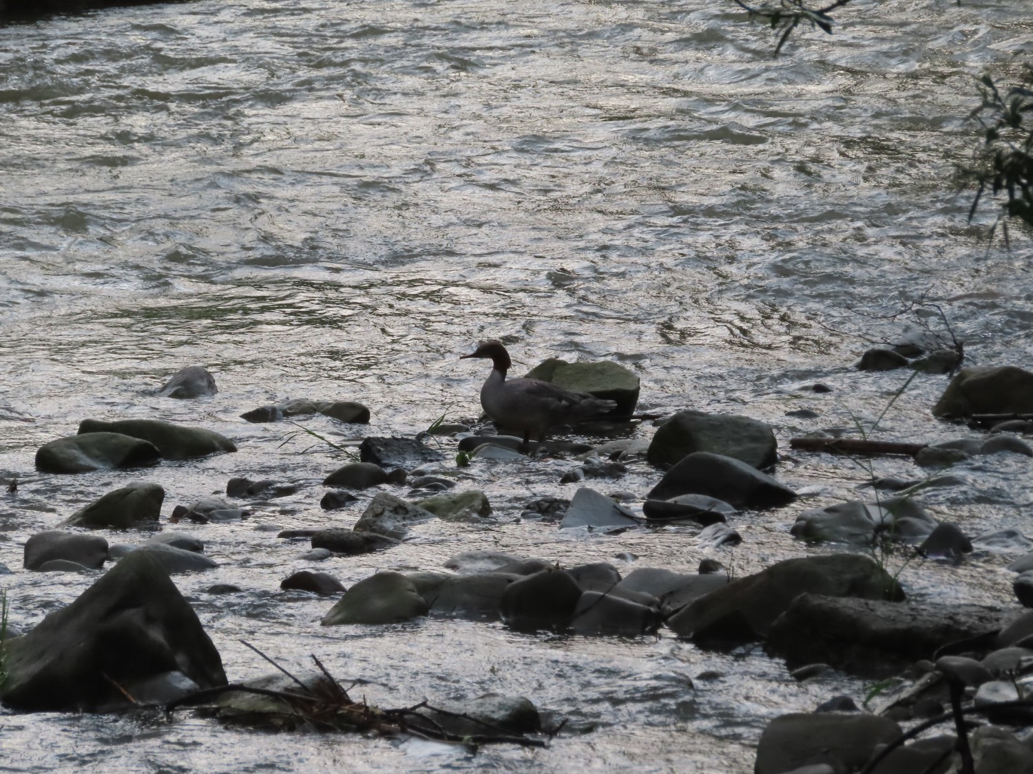 livebirdspoland_6e951dd62df349aafc9cb146836243f0.jpg