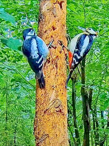 livebirdspoland_4cf408378aa576fe7a3d57f7a3e8955c.jpg