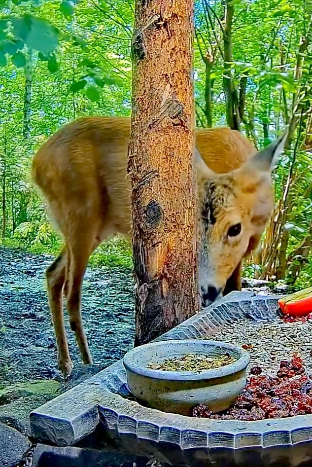 livebirdspoland_6b7aec301f3c2a1733d093b8d9f699b0.jpg