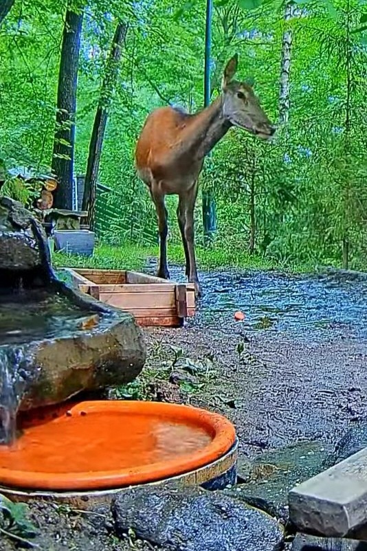 livebirdspoland_2f98a8b208be8c929cb61e3b5594a196.jpg