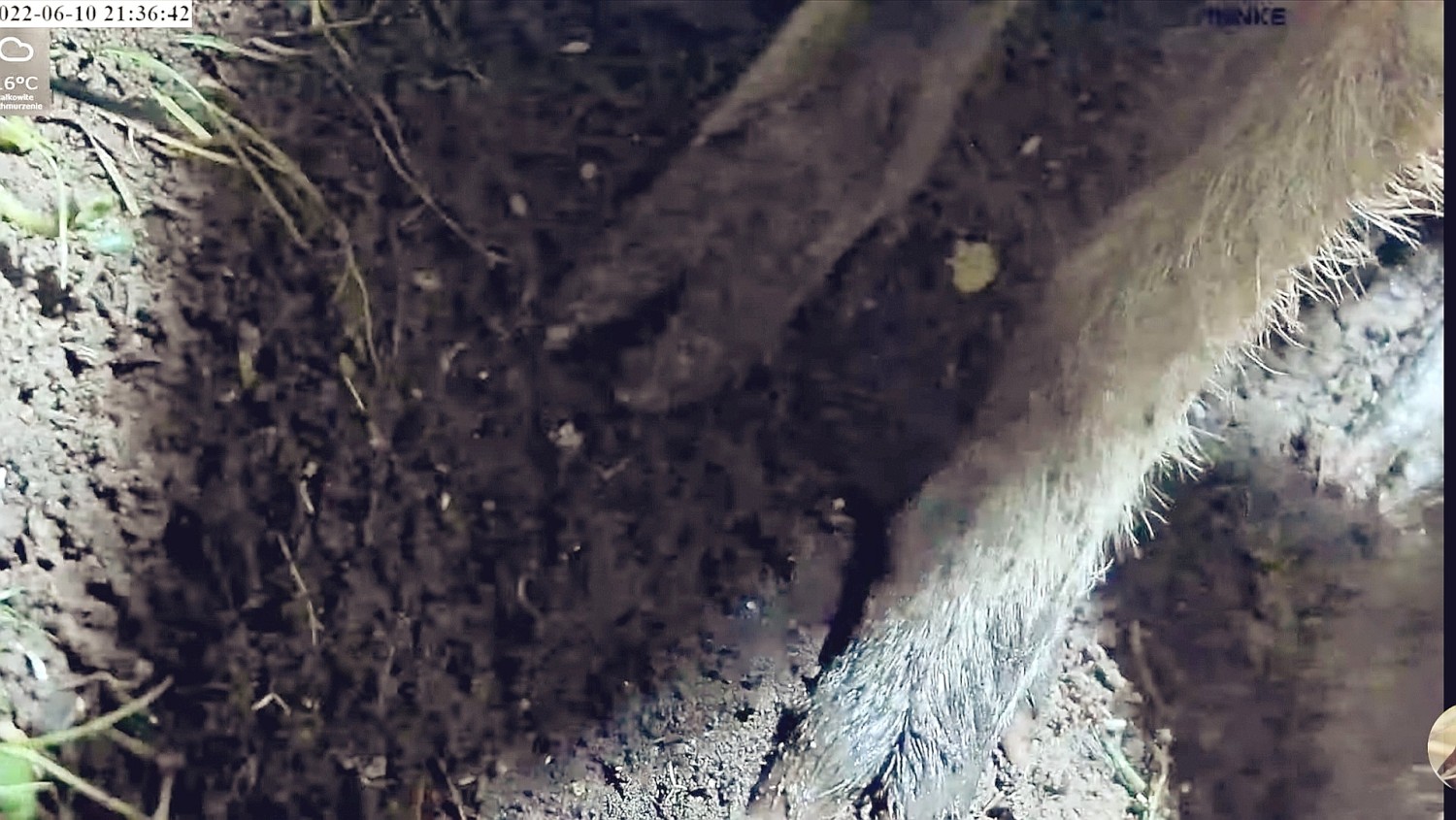 livebirdspoland_1b5730e16d464e277a73f9e083aa6f6e.jpg