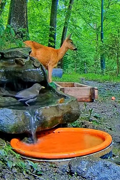 livebirdspoland_30cf61d806d6d440167ab6fb8596bc4f.jpg