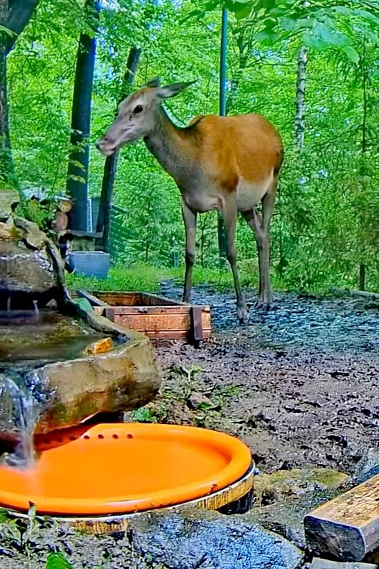 livebirdspoland_0d4b5fa33c012d6363c12f656f979429.jpg
