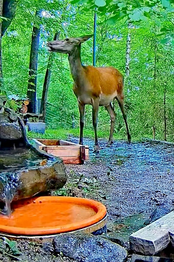 livebirdspoland_06877ce75e7797ae2d64cf0846f76e4a.jpg