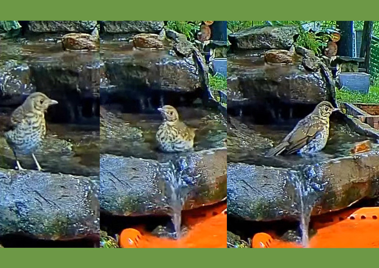 livebirdspoland_c9356622d22655fb63e570714face1eb.jpg
