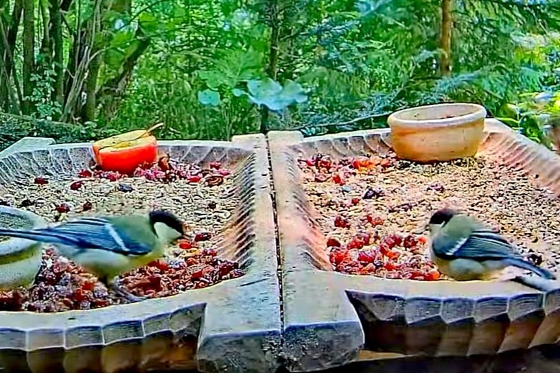 livebirdspoland_1a97e7d25a7e1f94b6ebd2d5026d228a.jpg