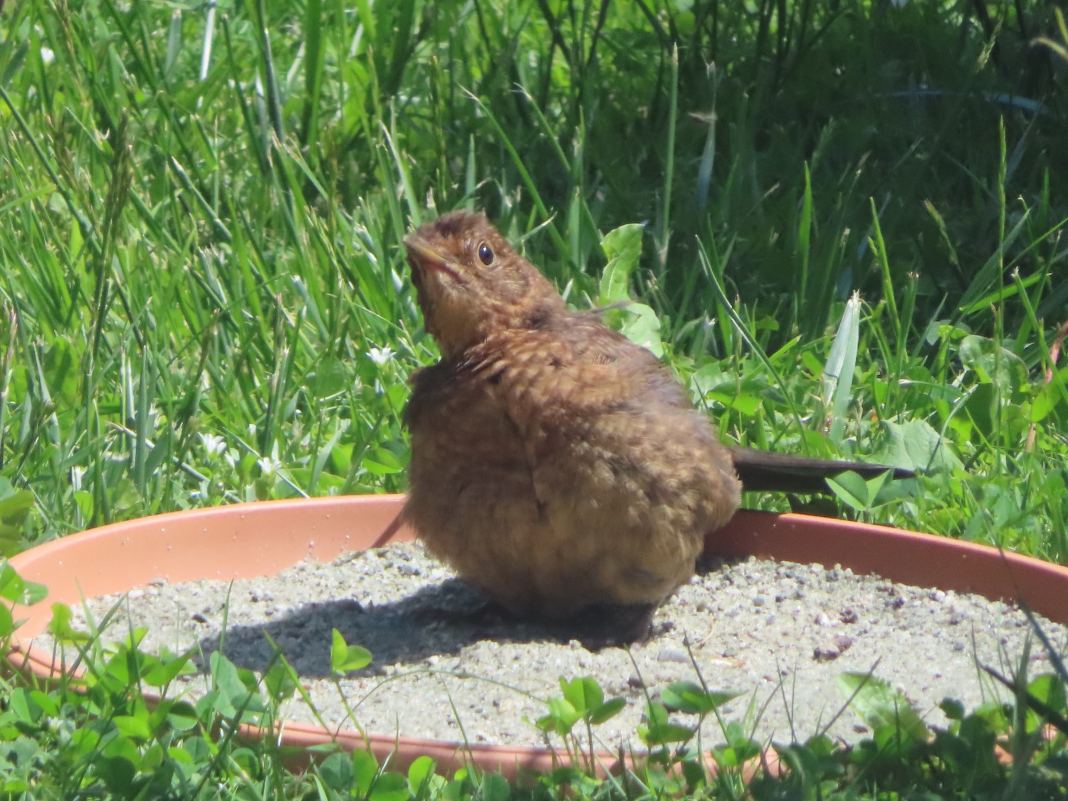 livebirdspoland_2922ed56b88ee7675c7d83e9a648e716.jpg