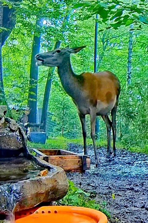 livebirdspoland_d3c610347ca081d5e711178d753ebd24.jpg