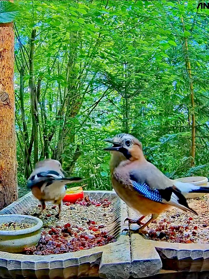 livebirdspoland_0105ffcc402f73f246344cf067f9f385.jpg