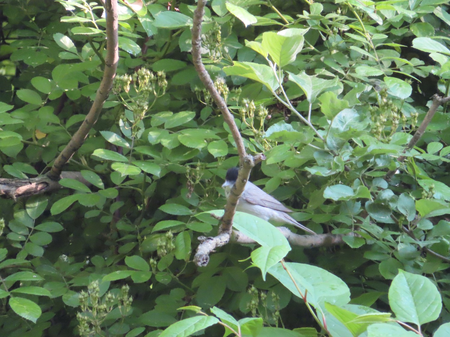 livebirdspoland_b810e9d27fd5e96cd910d5cd516025f8.jpg