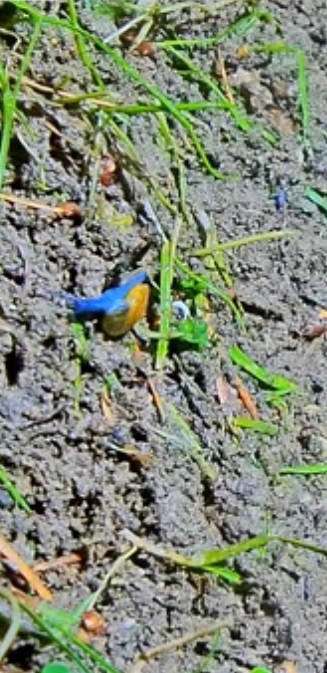 livebirdspoland_e4082e9dafa115d817af117ca674523a.jpg