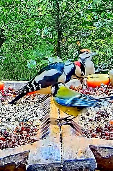 livebirdspoland_4a8a64961e53c2ded333450fd17874be.jpg