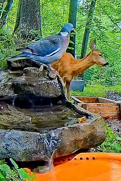livebirdspoland_c5d022994ce1e131403d34c729553094.jpg