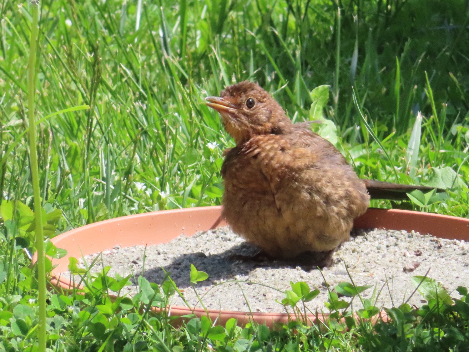 livebirdspoland_275f837f777fd2112ffb89a7170ec401.jpg