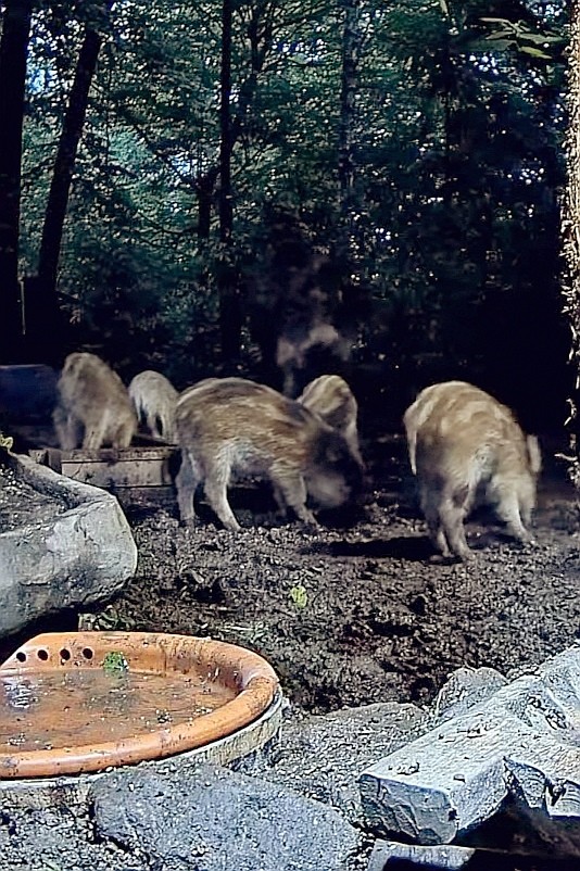 livebirdspoland_7f6c8867e8b98d4e59f06d421b037f54.jpg
