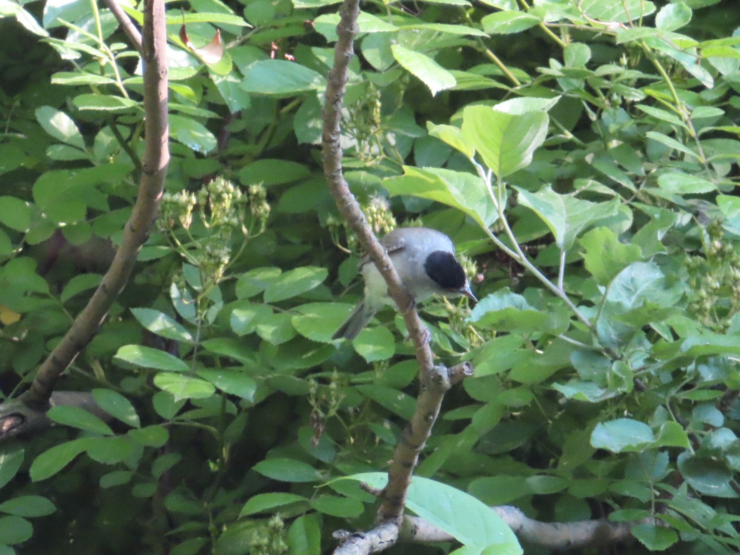 livebirdspoland_63c6e18b7877e89bf1676efd8619eaa0.jpg