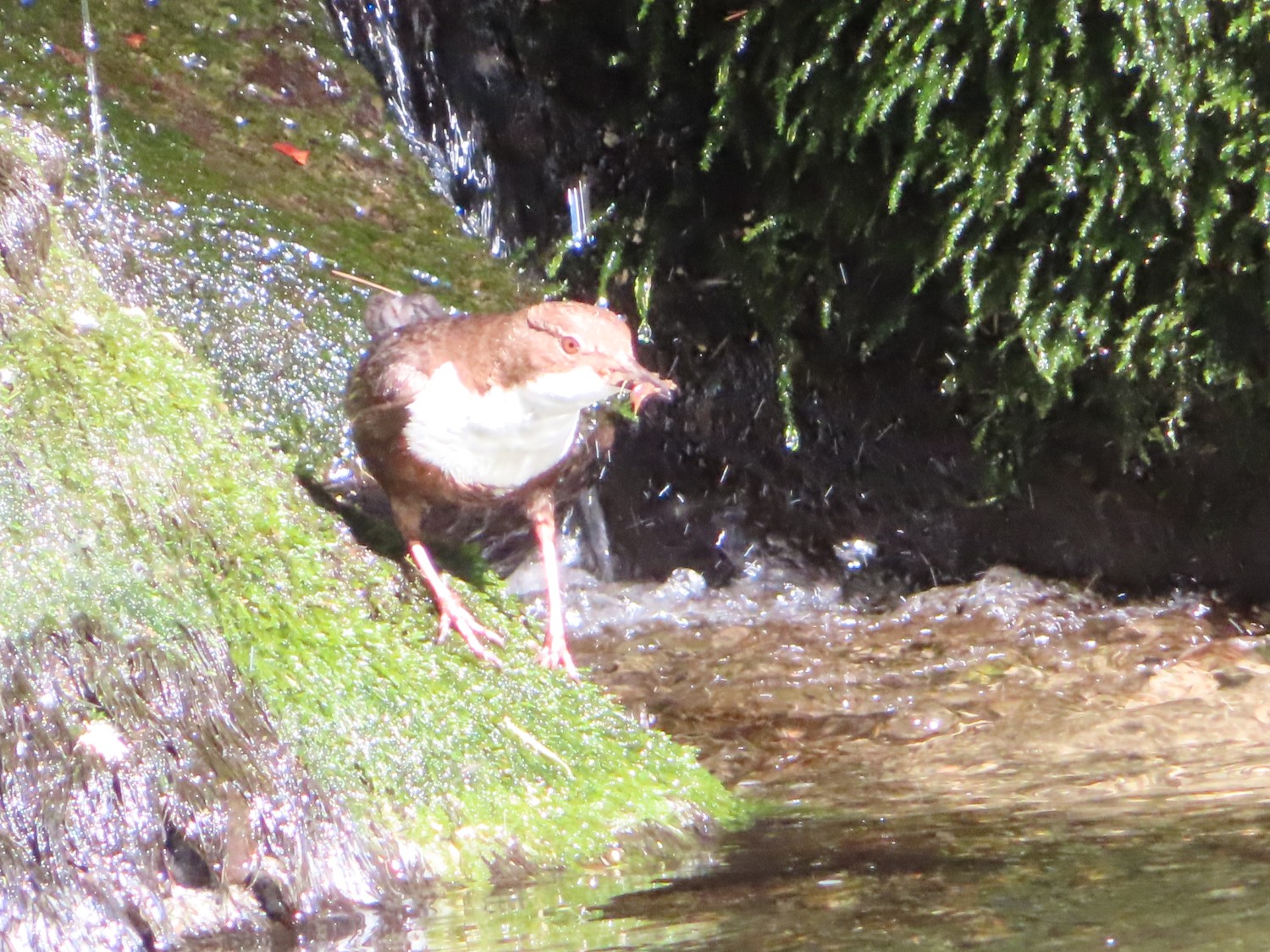 livebirdspoland_d276584c67f38d3fb4e7eac14c71de72.jpg