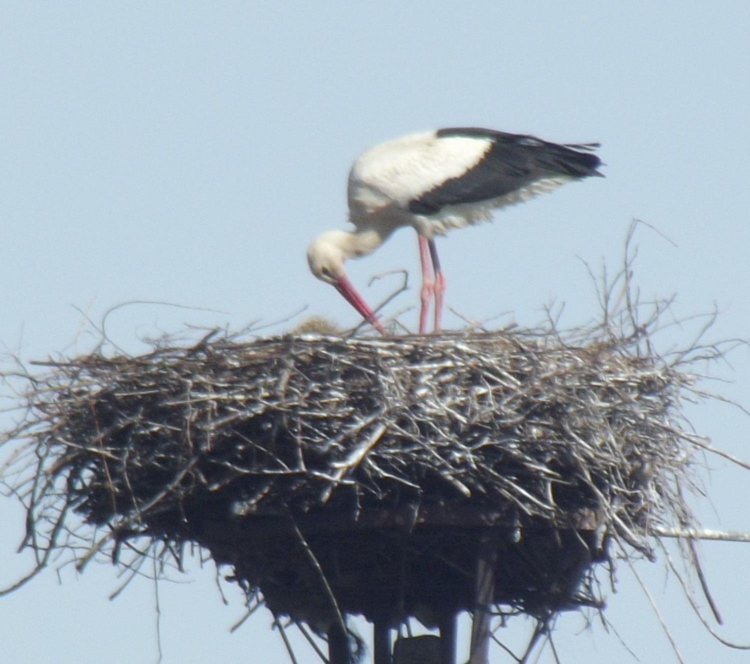 livebirdspoland_2056eac46112a2593f30681f1fde90e6.jpg