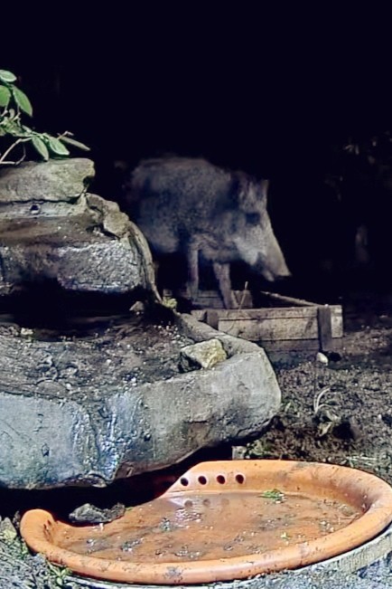 livebirdspoland_6ac88efa68218f6eb78fd6b1736dcec7.jpg