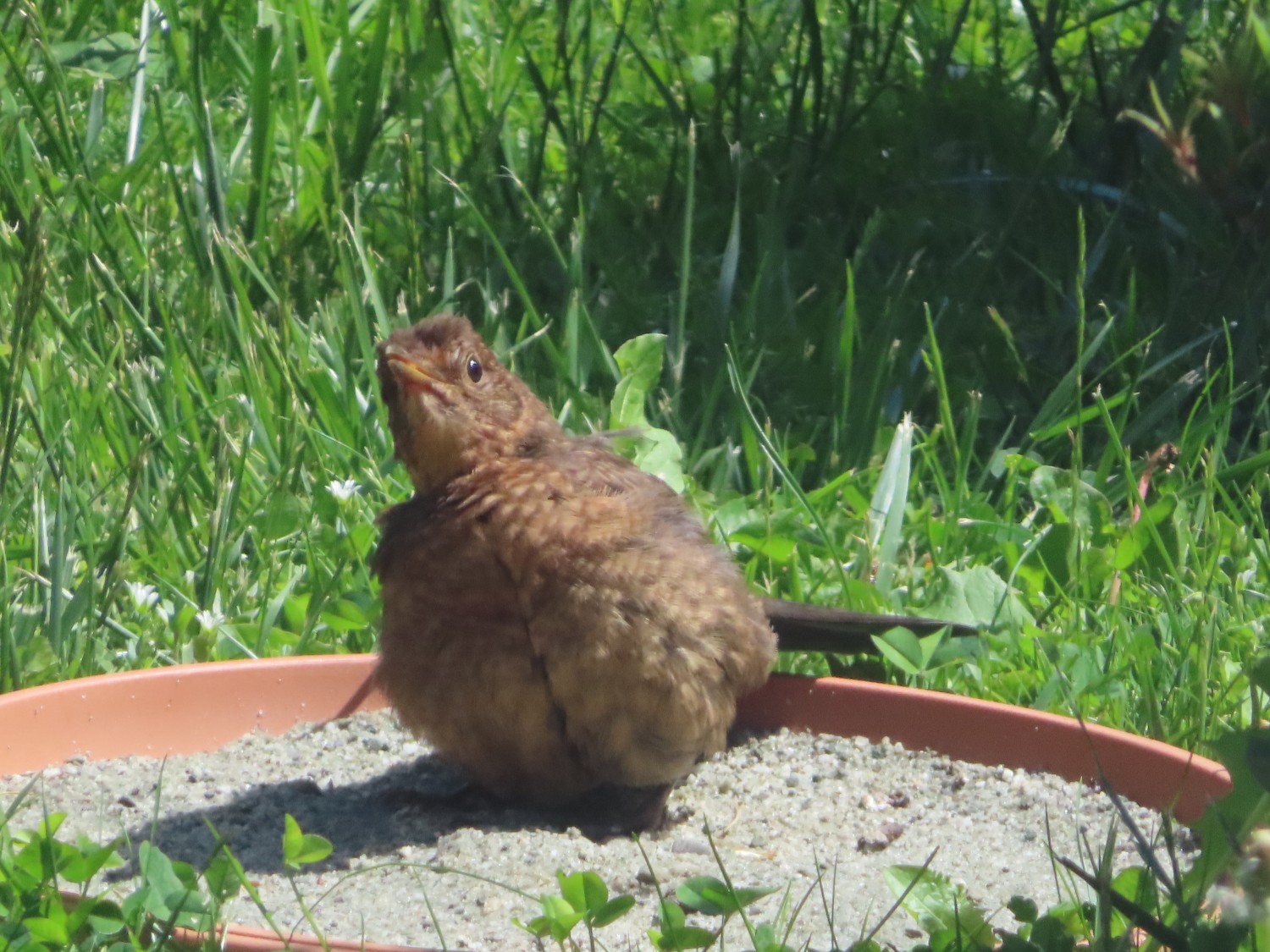 livebirdspoland_b325b06cfb7a44ee1088176c75322f6a.jpg