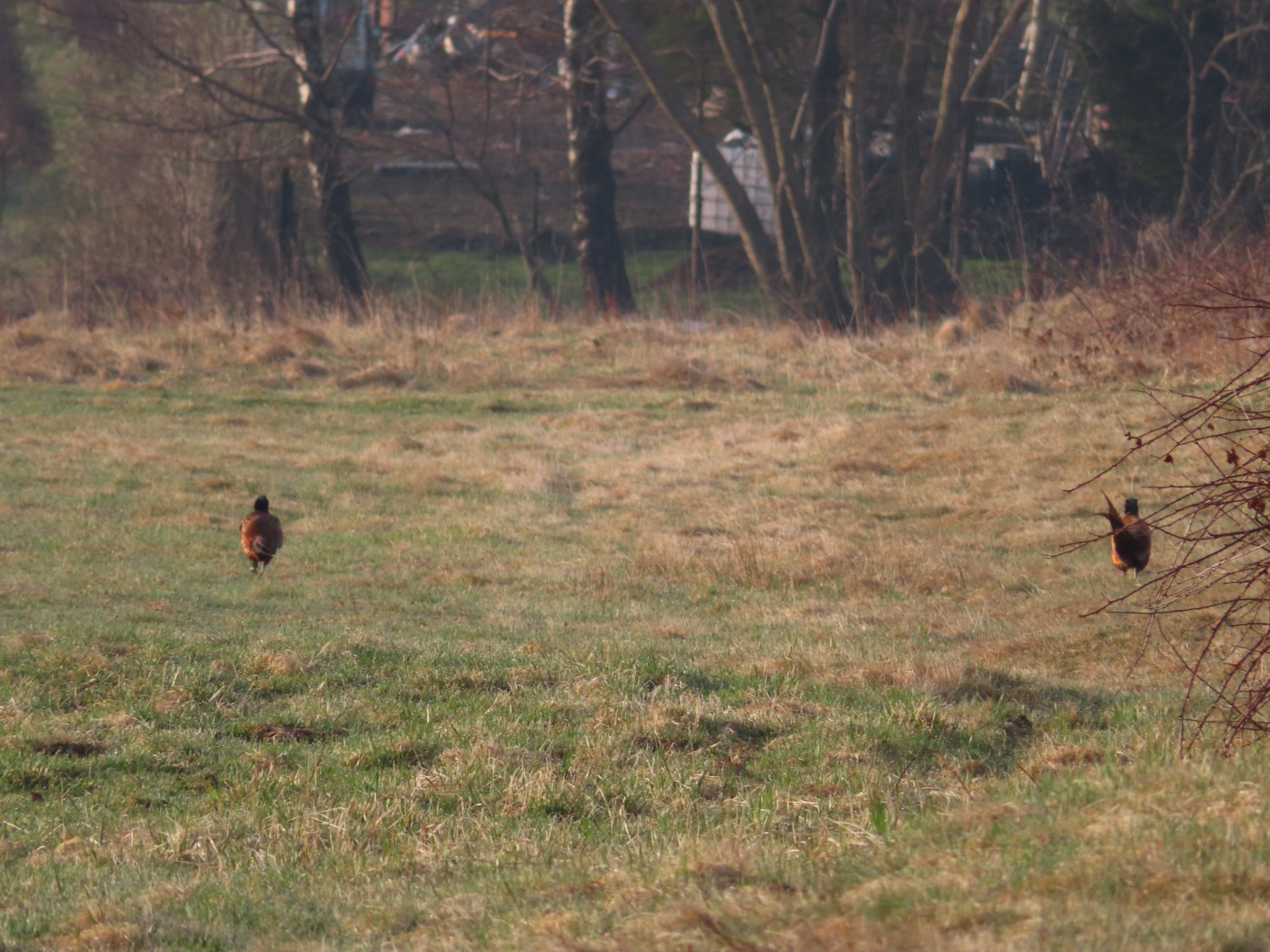 livebirdspoland_15d5caace794245b18dc0ed606674e2e.jpg