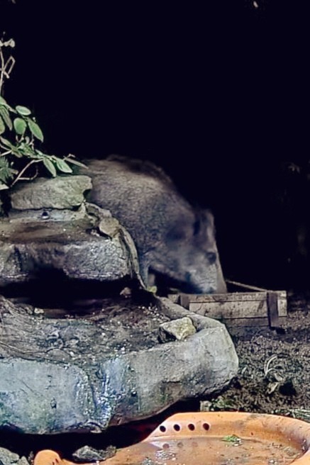 livebirdspoland_e8198dc5fdee72ffed12c1d88987af58.jpg