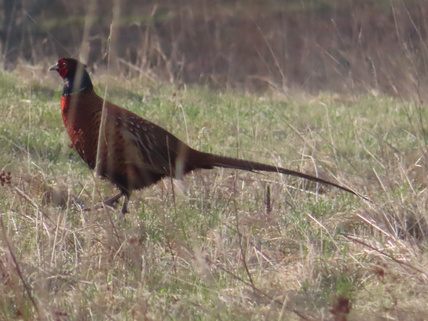 livebirdspoland_d3ac5ba7cbac97bde5b24525b02e7ecd.jpg