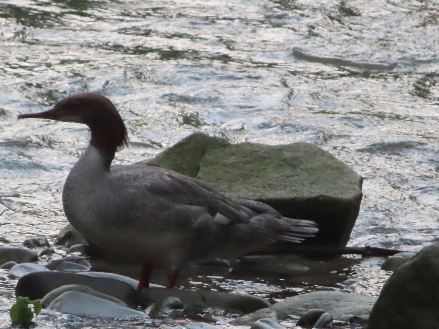 livebirdspoland_f5ca986d7ea5b97cbad617ff933350ae.jpg