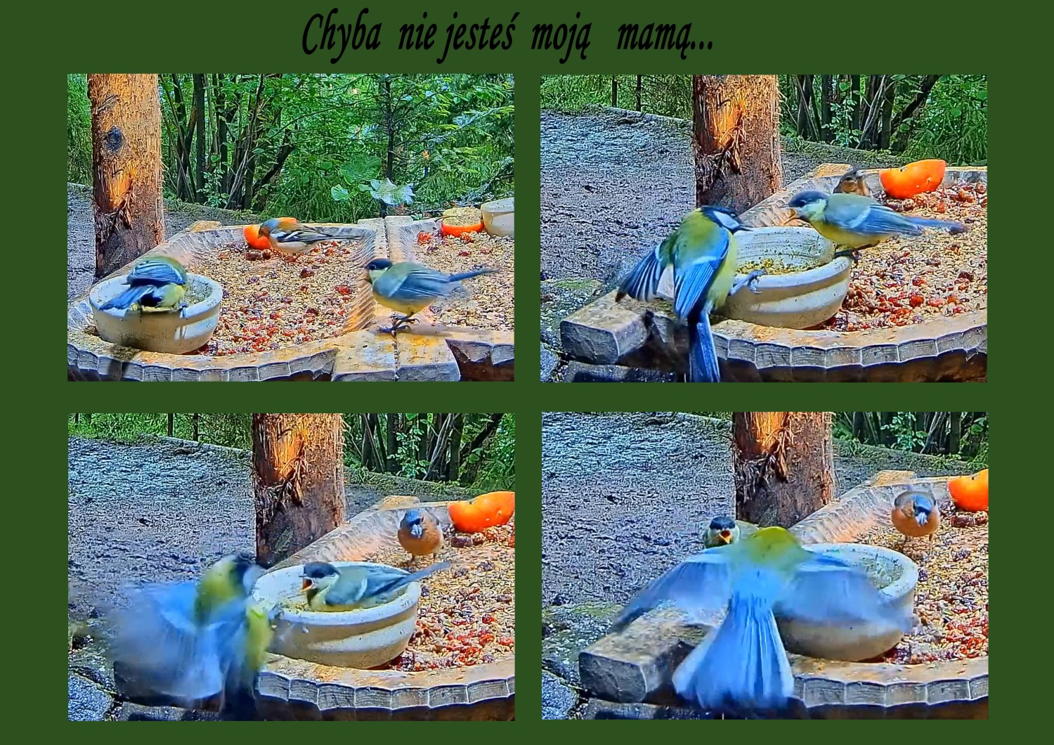 livebirdspoland_a5245e2c9b1dc4dc40631cf52acf2aff.jpg