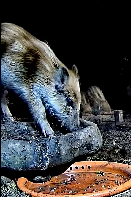 livebirdspoland_aeb9f084b5b39f718d9e34828fb04711.jpg