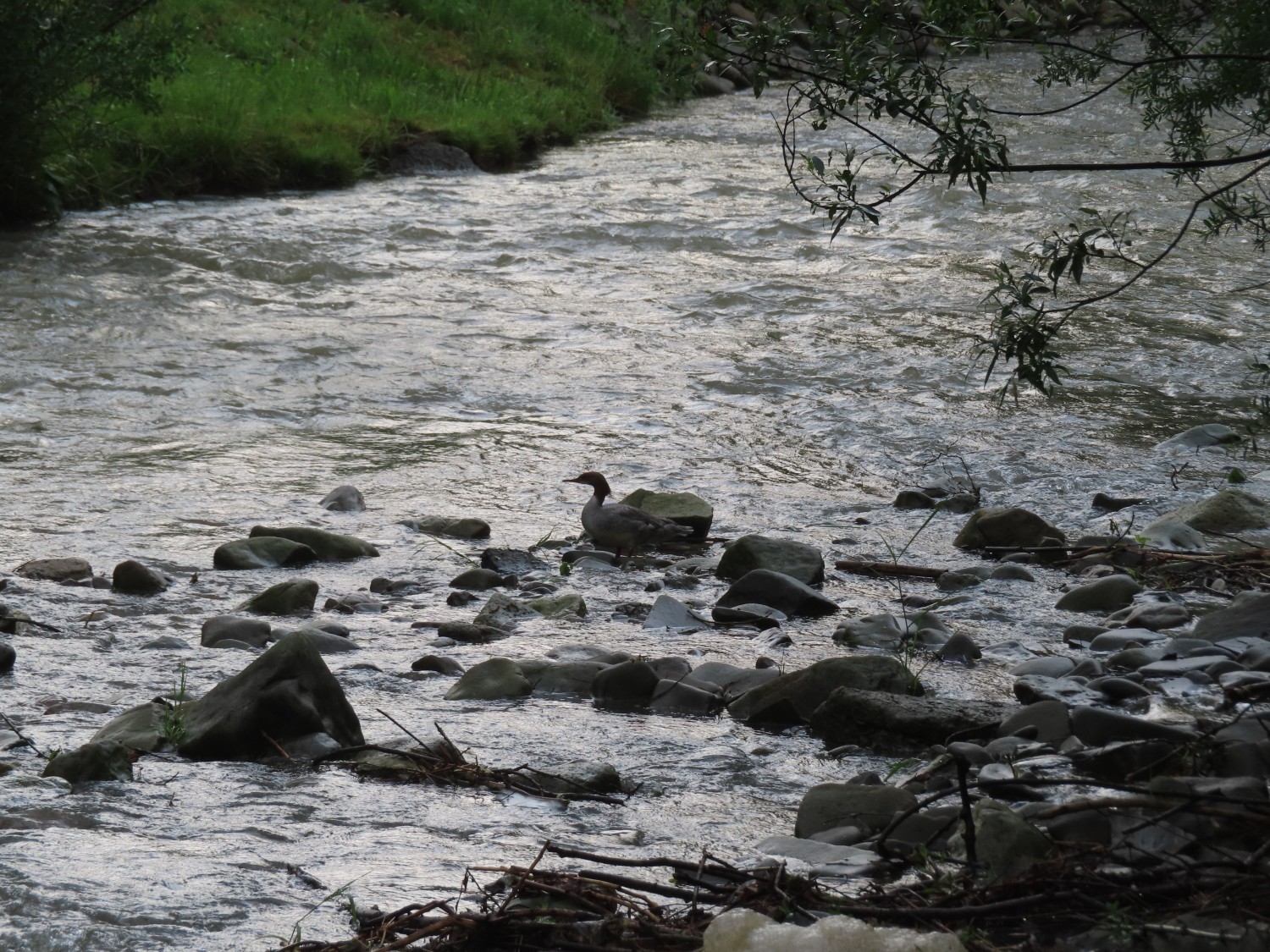 livebirdspoland_ef48348a8b36d7057ab95cbb4dddd361.jpg