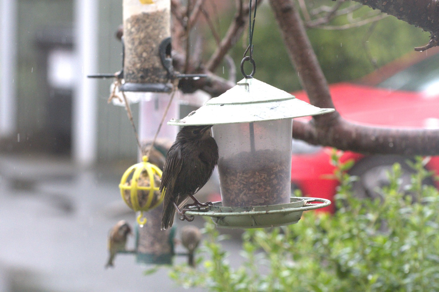 livebirdspoland_797e37689c153abbce3514a9f0004a72.jpg
