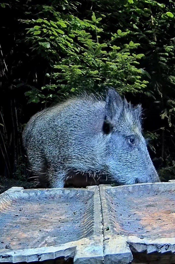livebirdspoland_198bada557867732574a3d31f5fedb8e.jpg