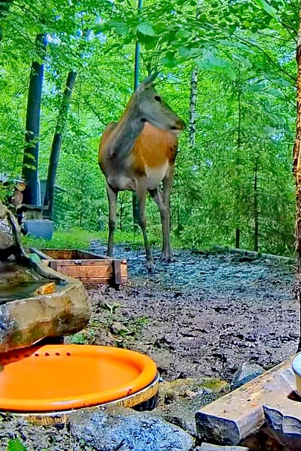 livebirdspoland_9541415fbbc07917919f5d7e3e90735b.jpg
