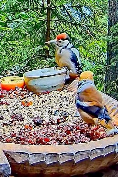 livebirdspoland_e32b68ef15a7a11309b5b2e309441280.jpg