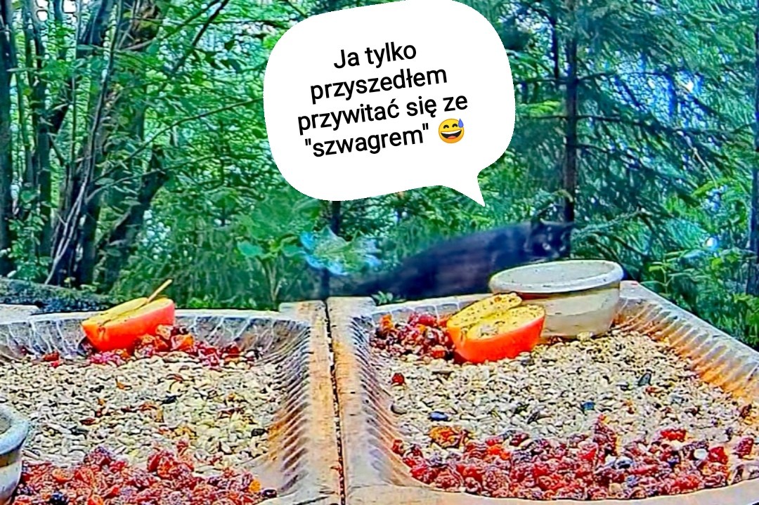 livebirdspoland_e1f668c02b7d19a7285d096e07f93550.jpg