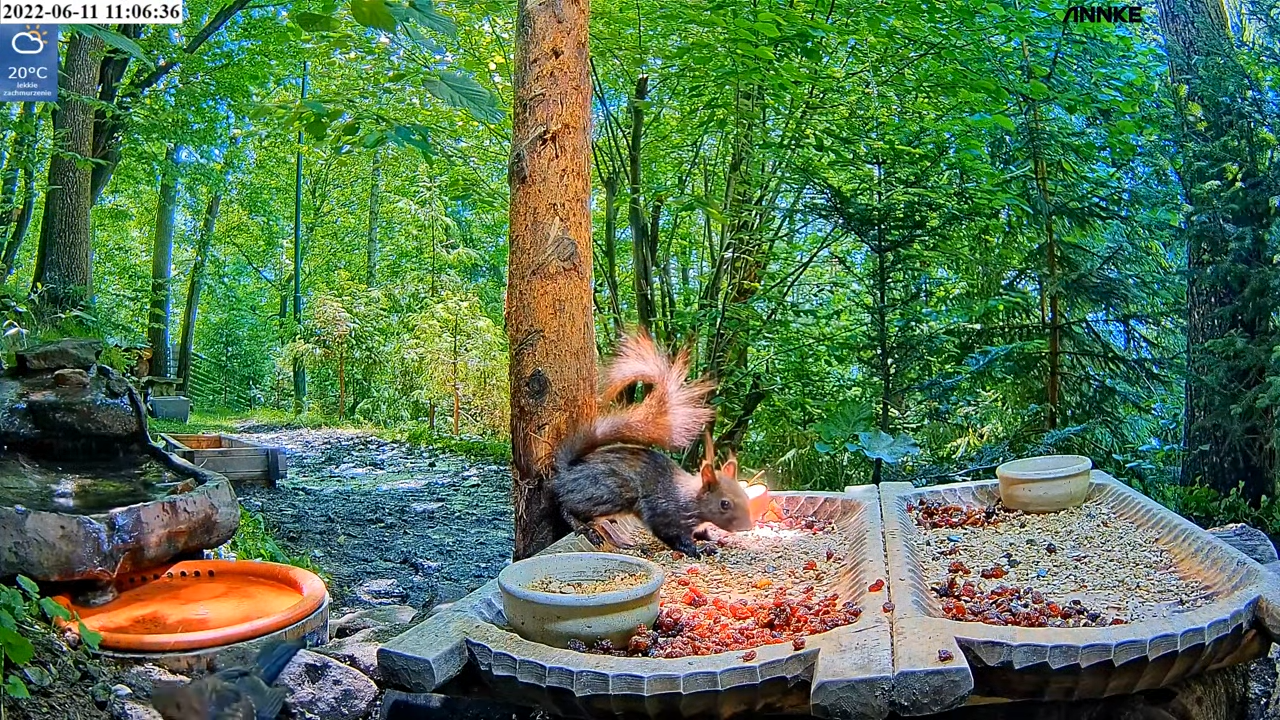 livebirdspoland_7a0666a4926c95a37c8dbc06a4e5d545.png