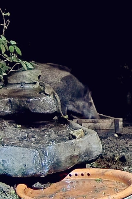 livebirdspoland_423e4a7c3291e75f9d708748c61e1ab5.jpg